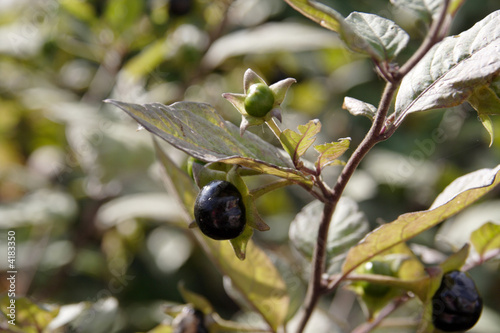 Bilde på lerret Deadly Nighshade berry