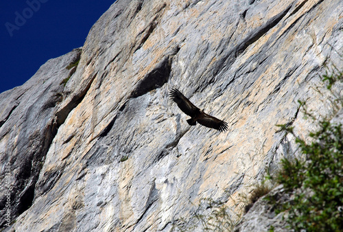 le vol du vautour - im py