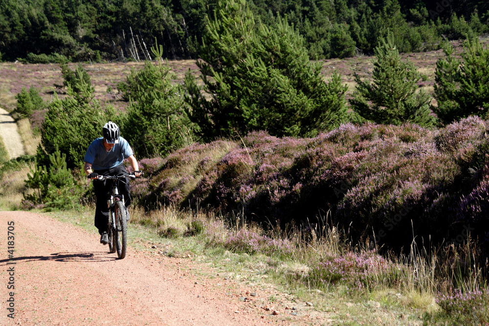 Fototapeta premium Cycling amongst the heather