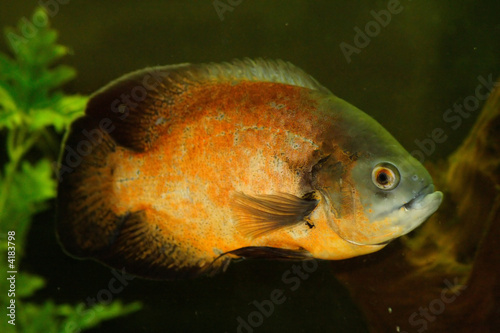 Red Oscar