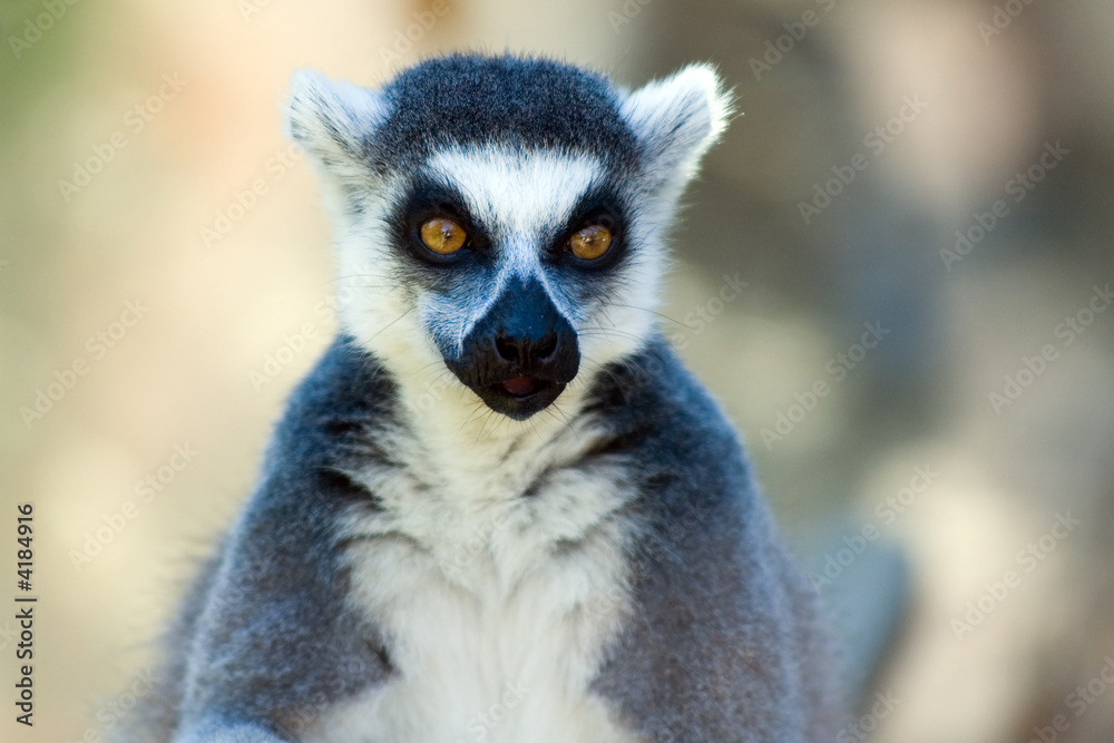 Ring-tailed lemur Ring-tailed lemur