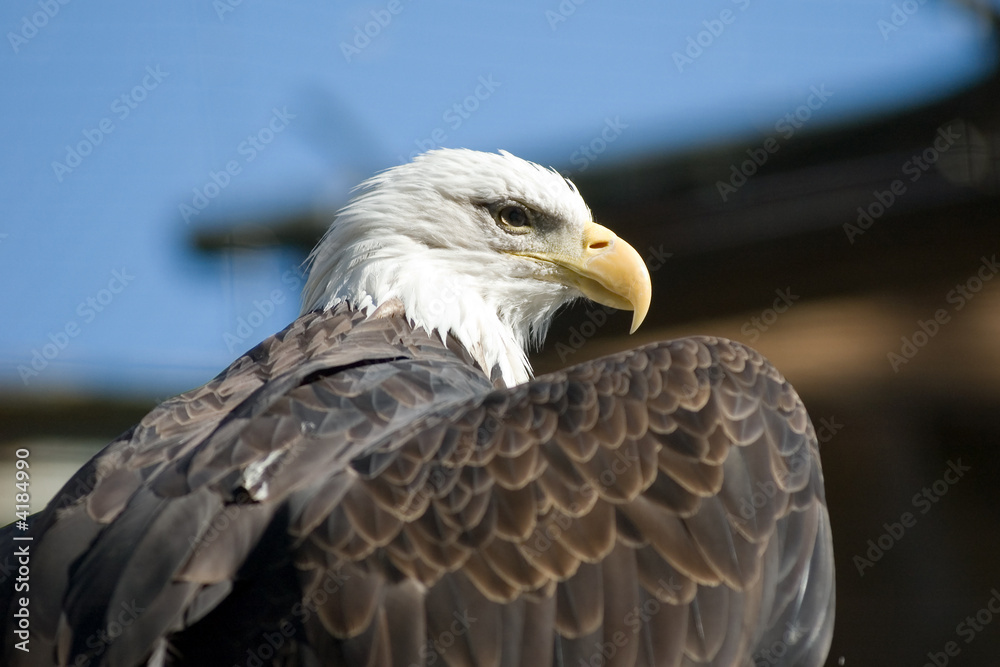 eagle eagle
