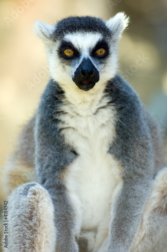 ring-tailed lemur