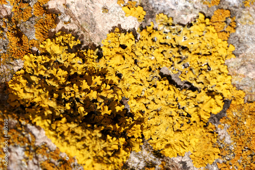 Yellow litchen on rock