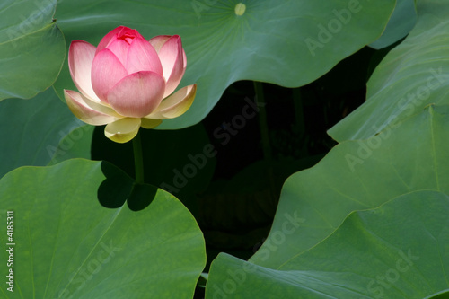 Birth of a Lotus Blossom