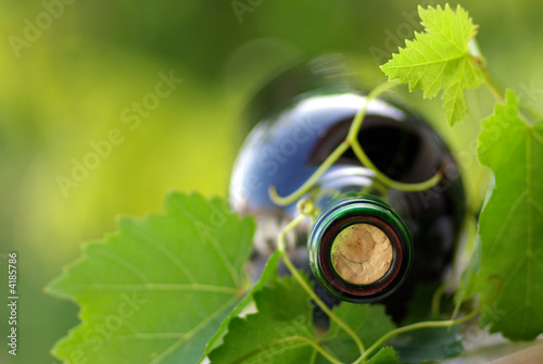 Bottle of wine between grapevine leves. #4185786