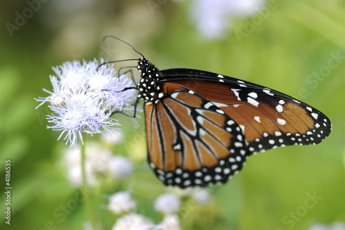 Monarch butterfly © Photosbyjam