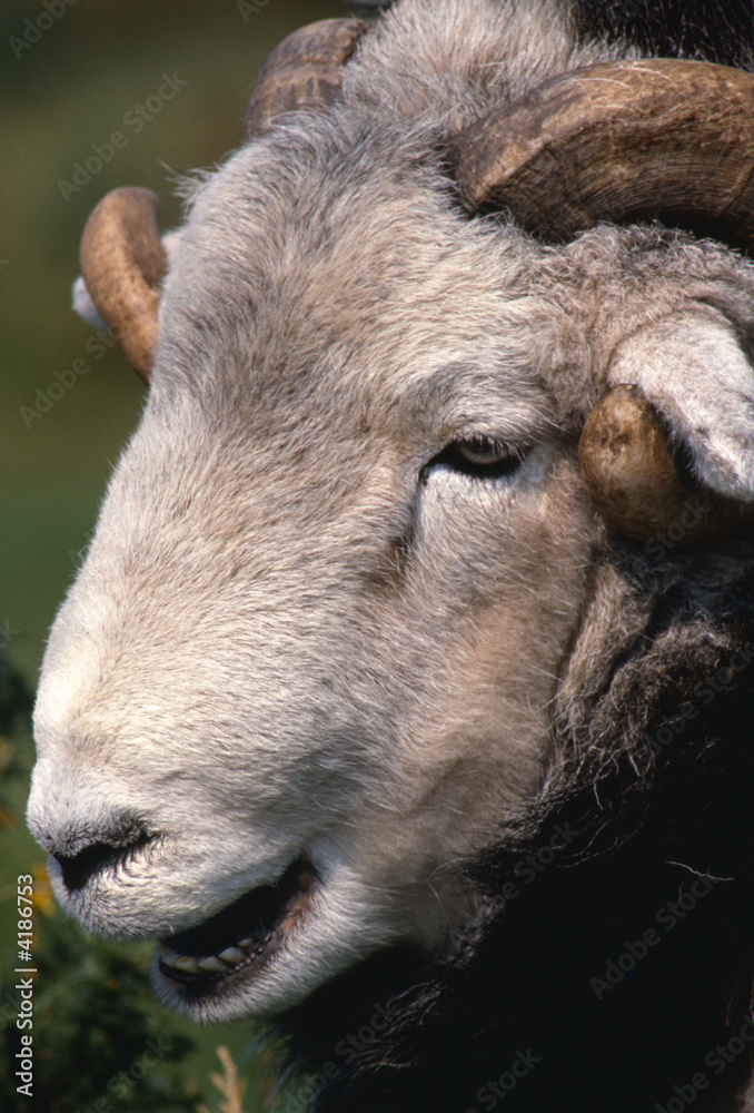 Ram Ram