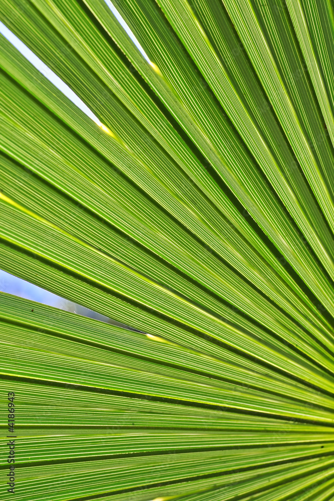 Obraz premium Green Palm Leaf
