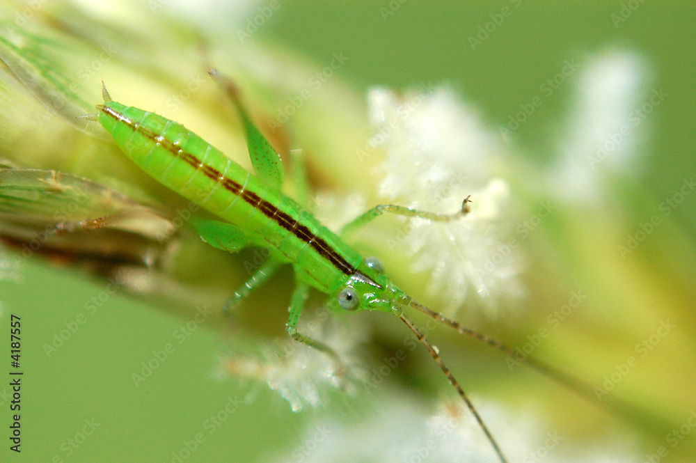 tiny green color grasshopper in the gardens