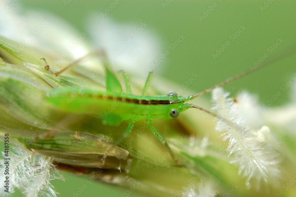 Fototapeta premium tiny green color grasshopper in the gardens