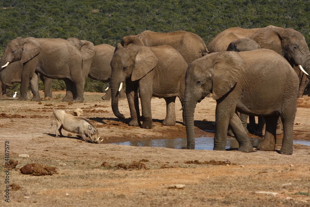 Elephant watching a warthog drink Elephant watching a warthog drink