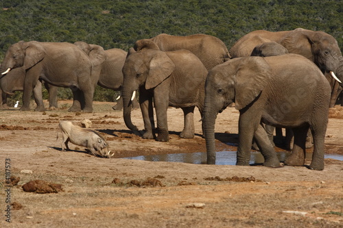 Elephant watching a warthog drink