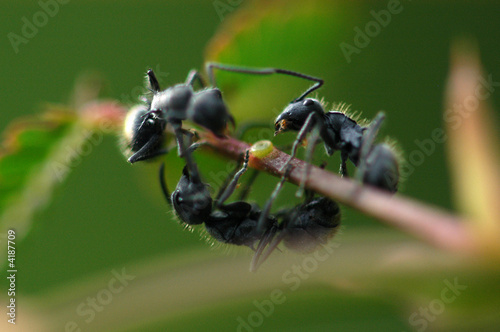 tiny black ants in the gardens © Wong Hock Weng