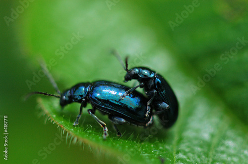 Blue beetles mating in the gardens © Wong Hock Weng
