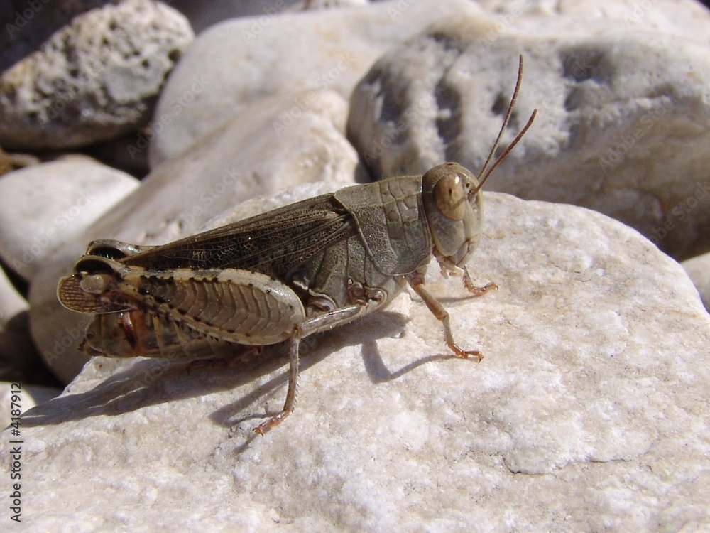 Obraz premium locust