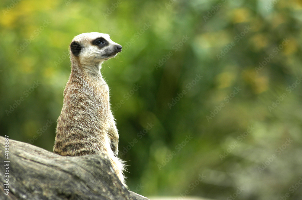 Fototapeta premium meerkat lookout