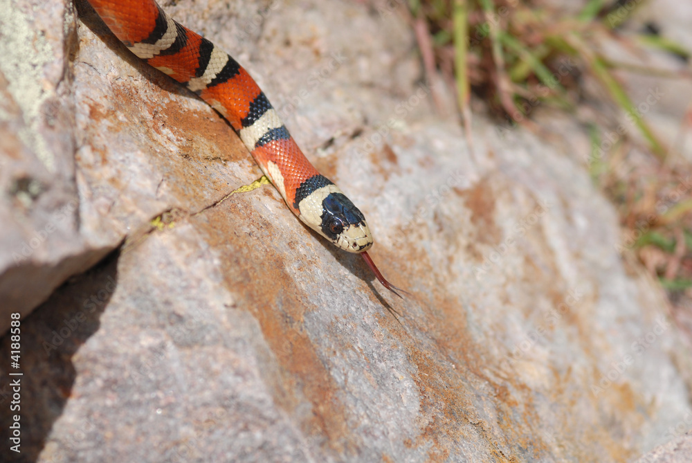 Naklejka premium Arizona Mountain Kingsnake
