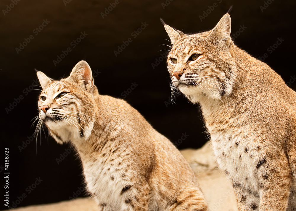 Obraz premium Two lynces looking