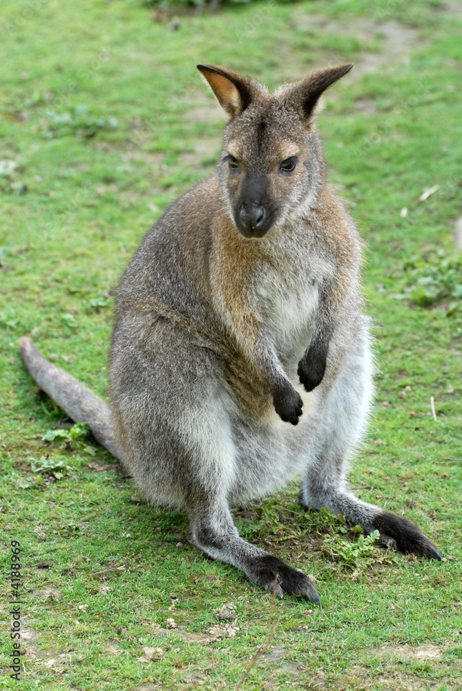 wallabie dans l'herbe