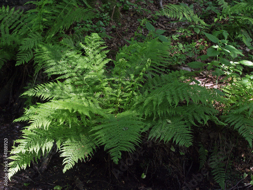 Big fern mainly in shadow