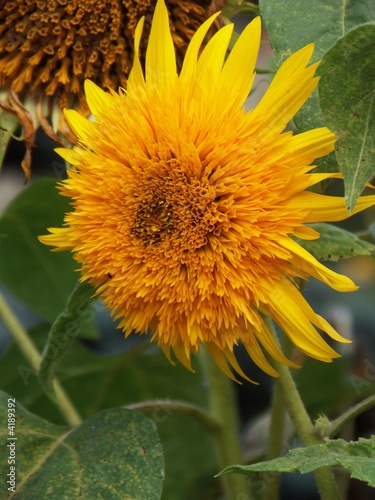 sunflower