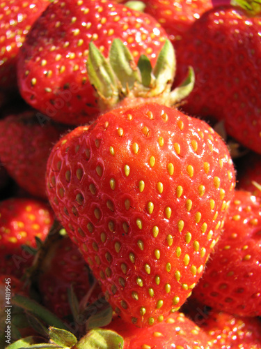 garden strawberry