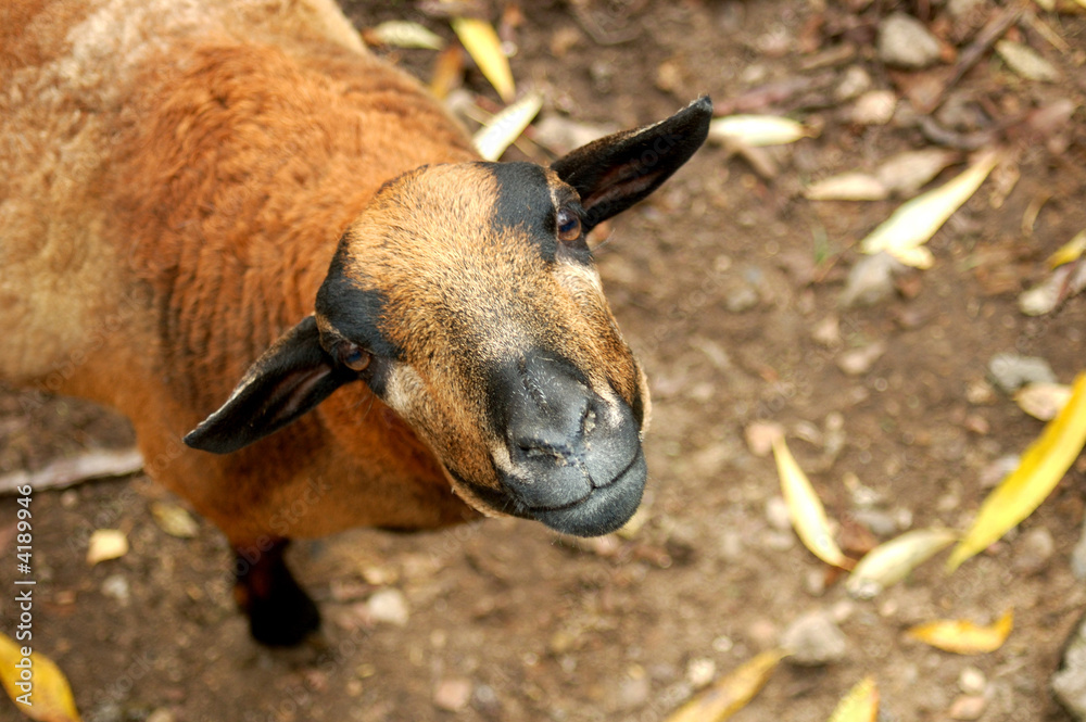 Fototapeta premium curious sheep