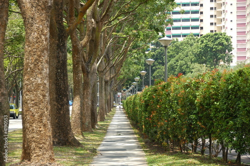 trees and walk paths 