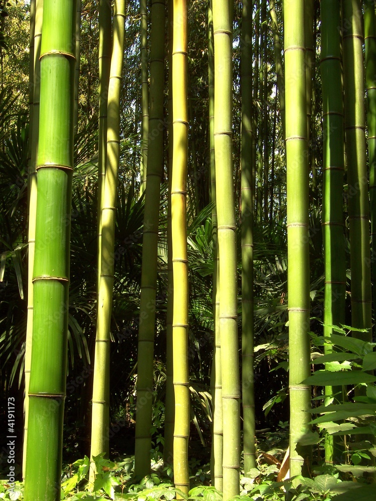 Fototapeta premium Bambus 09