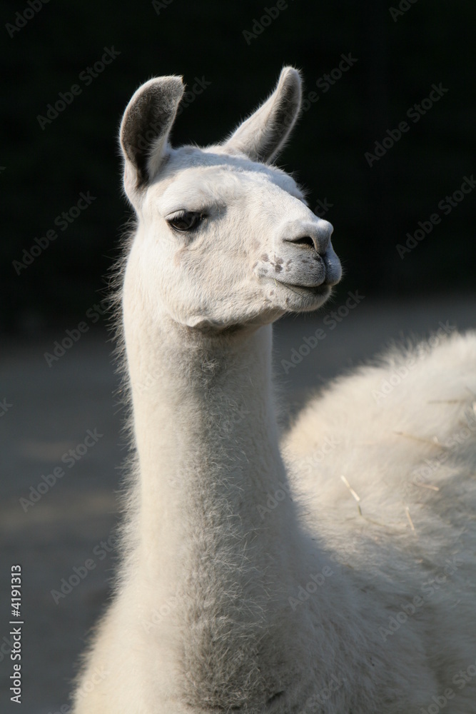 Obraz premium White llama