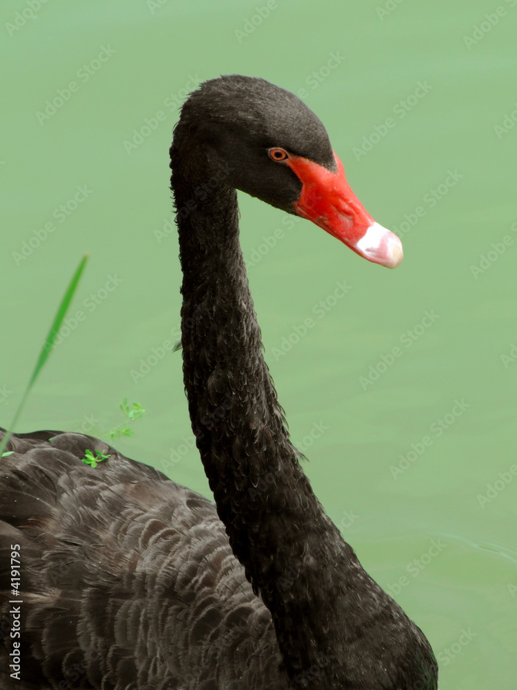 Obraz premium Black swan