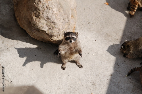 raccoon