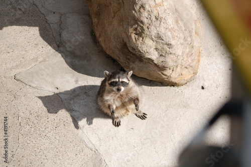 raccoon