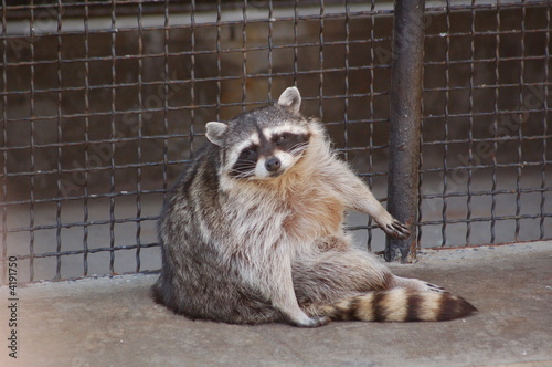 raccoon