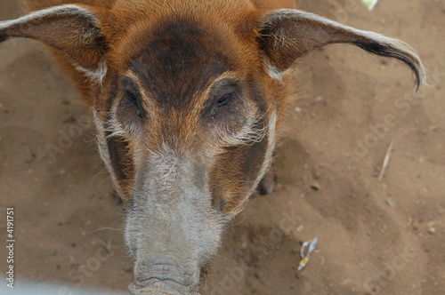 wild boar