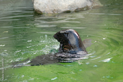 seacat