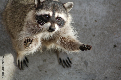 raccoon