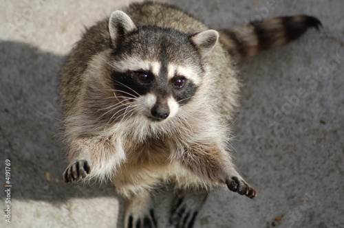 raccoon