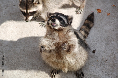 raccoon