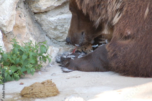 bear eating bird