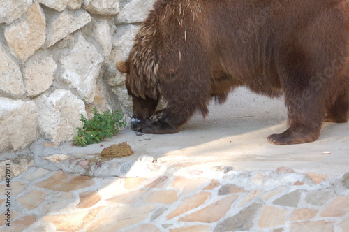 bear eating bird