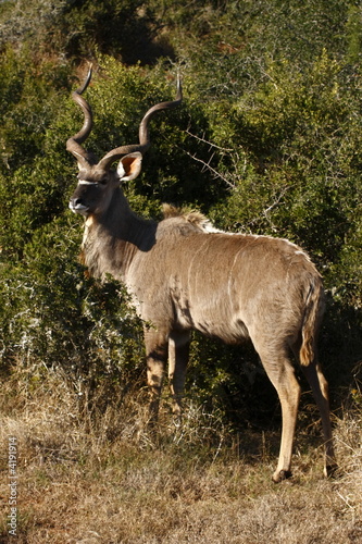 Kudu male next to a bush