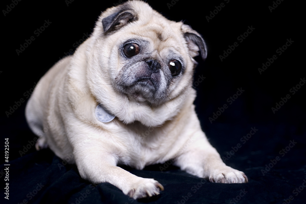 Curious Pug, focus on mouth and whiskers area of face.