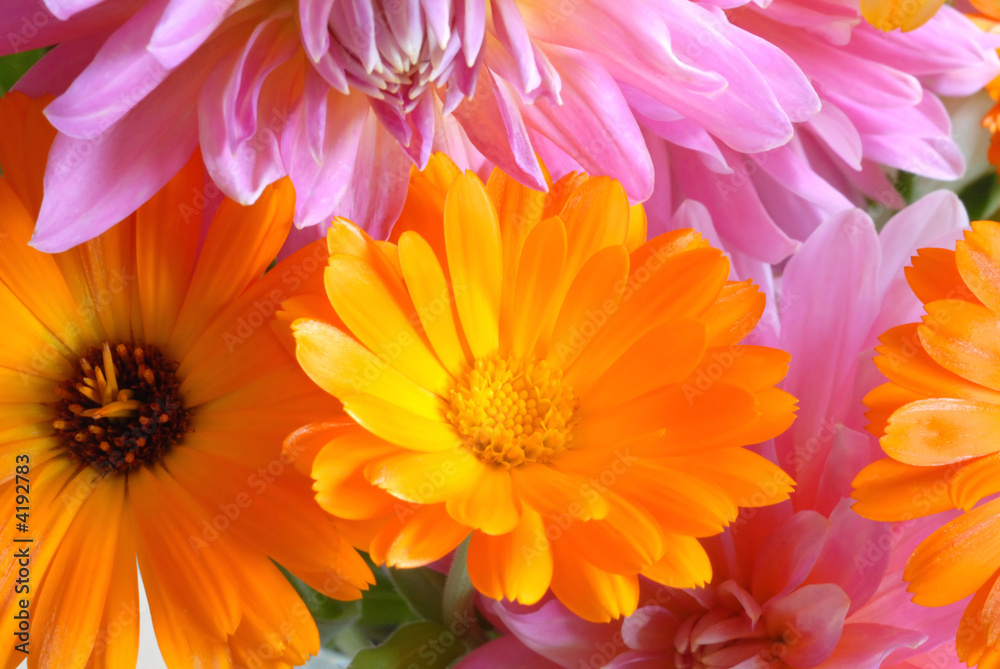 gerbera gerbera