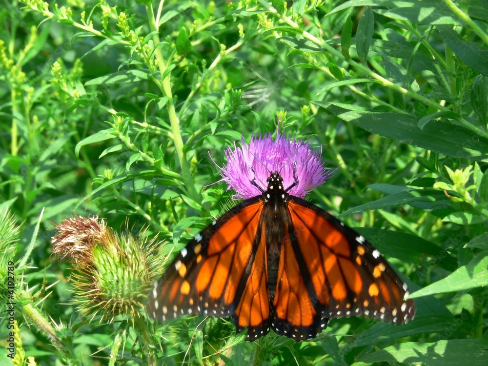 Naklejka premium Monarch butterfly