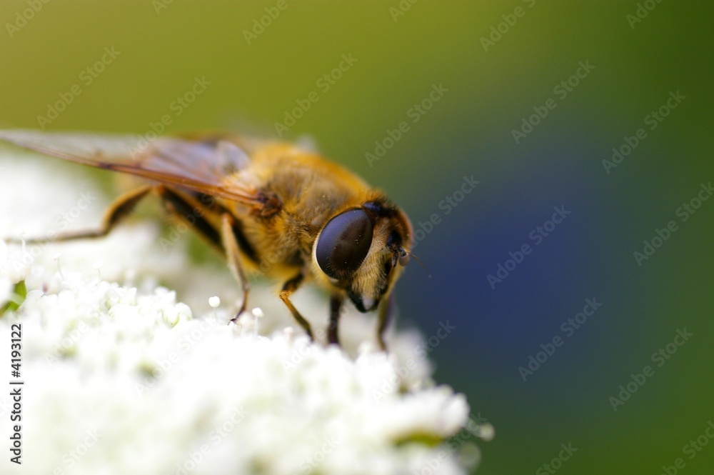 Abeille qui butine