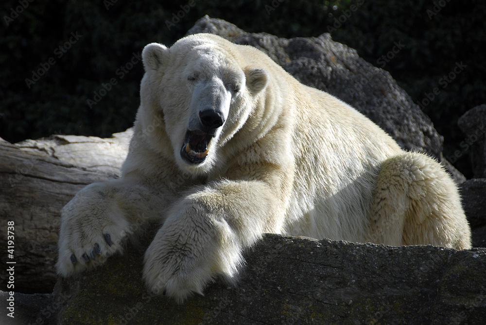 Fototapeta premium sleepy polar bear
