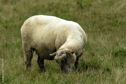 Mouton au pr  