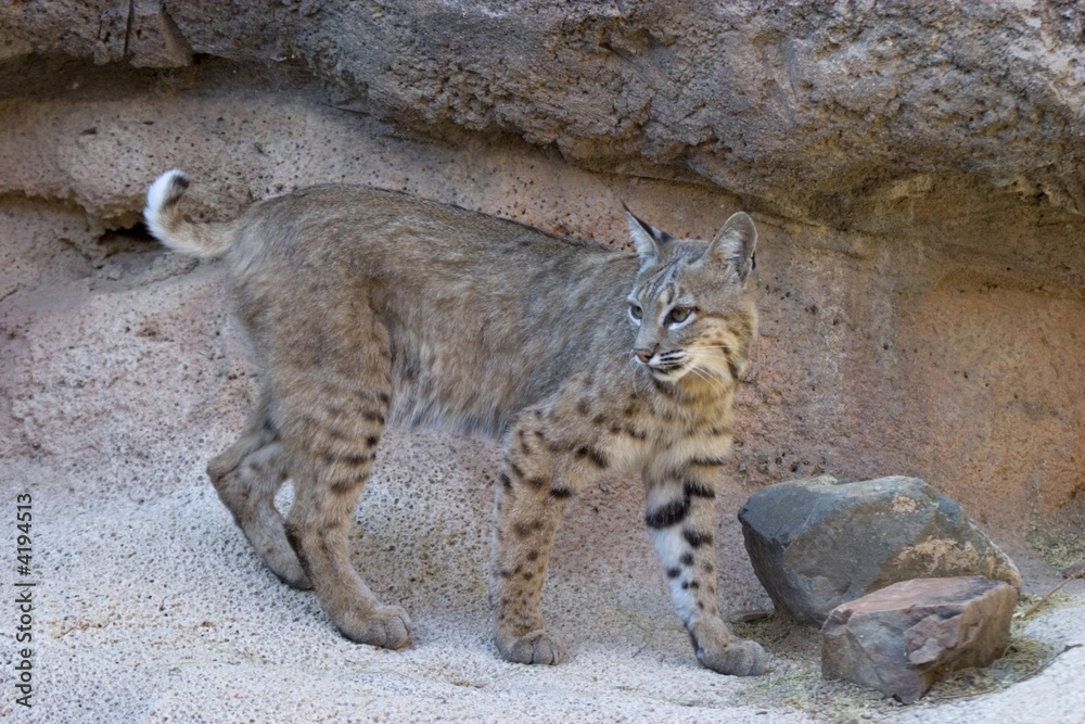 Fototapeta premium Bobcat